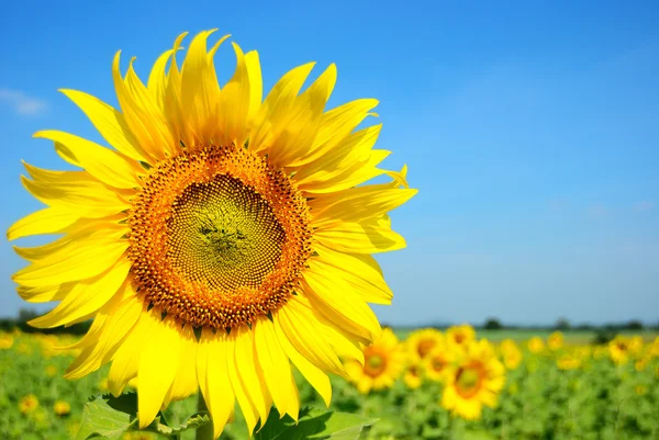 Close Big Sunflower Beautiful Background — Stock Photo, Image