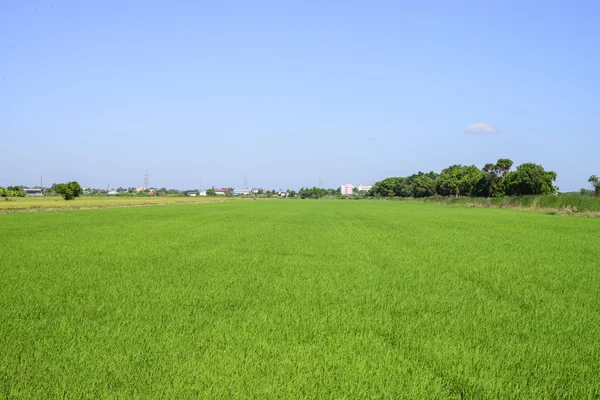 Champ Riz Vert Avec Lumière Jour Ciel Clair — Photo