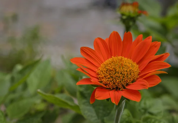 Fleur Orange Plan Rapproché Avec Fond Feuille Gerrn Flou — Photo