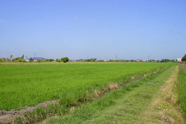 Green Rice Field Day Light Sky — Stock Photo, Image