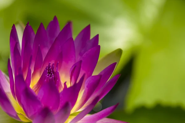 Close Violet Water Lily Lotus Capel Green Leaf Background — Stock Photo, Image