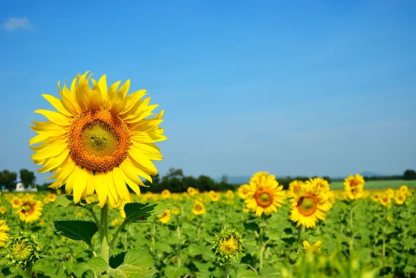 Beautiful Sunflower Field Blue Sky Background — Stock Photo, Image