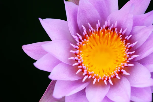 Violet Lotus Met Close Schot Donkere Achtergrond — Stockfoto