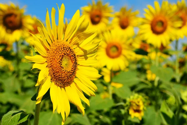 Sunflower Stand Many Sunflower Background — Stock Photo, Image