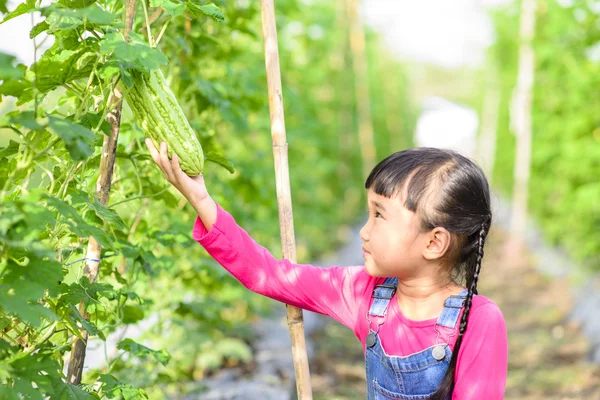 Kleines Mädchen Hält Und Erntet Produkt Ihrem Garten Stockfoto