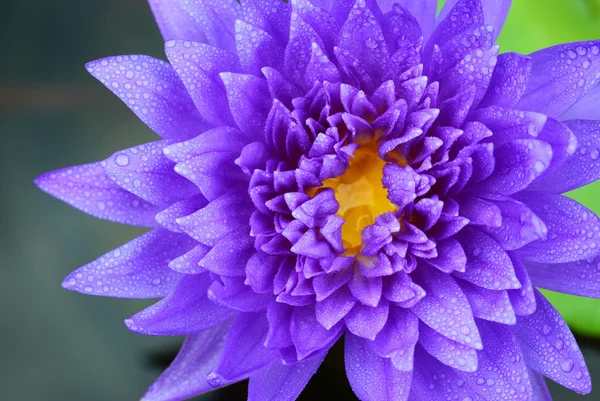 紫水百合花 有近镜头和水滴 — 图库照片