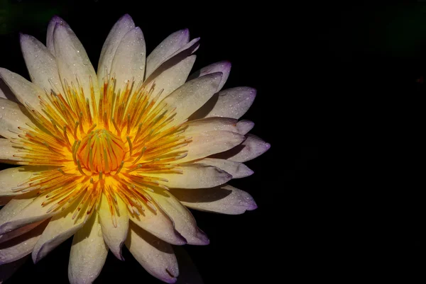 Fresh Water Lily Dark Background — Stock Photo, Image