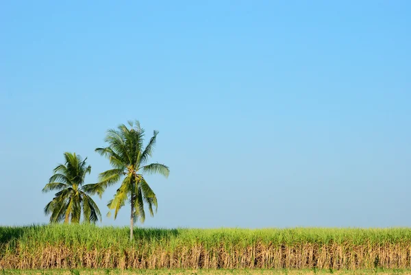 Coconut Tree Sugar Cane Field Clear Sky — Stock Photo, Image