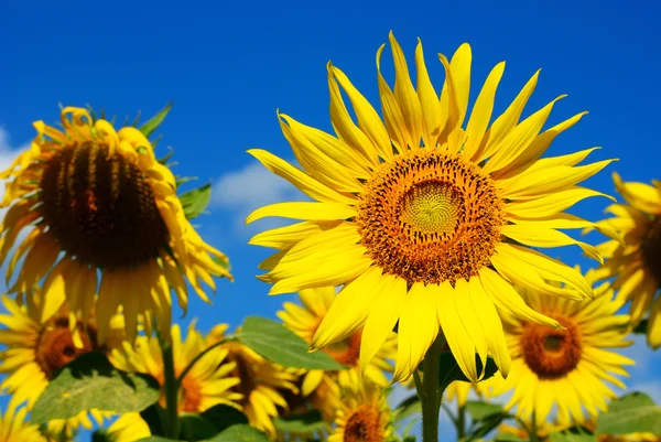 Freshy Death Sunflower Field — Stock Photo, Image