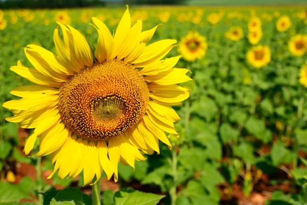 Close Sunflower Good Use Background — Stock Photo, Image
