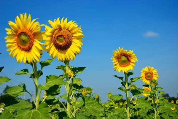 Sharp Blur Sunflower Blue Sky Background — Stock Photo, Image