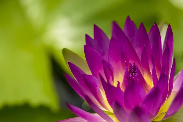 Gros Plan Sur Nénuphar Violet Lotus Capelle Avec Fond Feuille — Photo