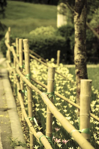 Урожай Жовтого Квіткового Поля Бамбуковим Парканом — стокове фото