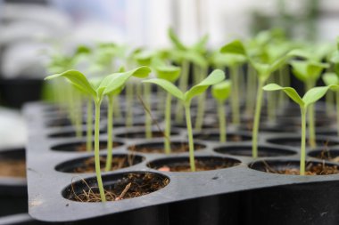 Kavun tohum ekimi; Kavun Filiz üzerinde kapat; Kreş tepsi