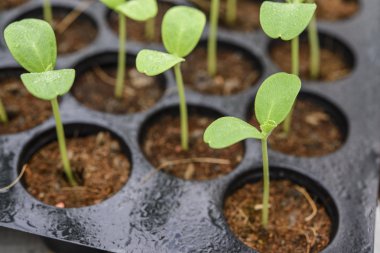 Kavun filizlendirme; kreş tepsisinde bir kavun filizi üzerine kapatın; kavun yaprağı