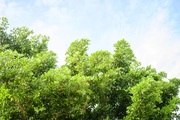 Green Leaves Tree Clear Sky Background — Stock Photo, Image