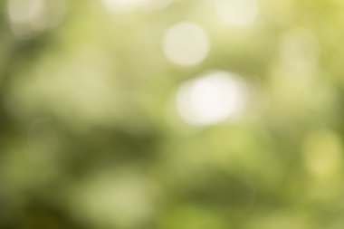 Yeşil bokeh; Grafik tasarımcı için arka plan