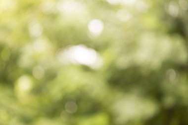 Yeşil bokeh; Grafik tasarımcı için arka plan