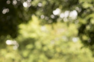 Yeşil bokeh; Grafik tasarımcı için arka plan