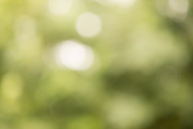 Yeşil bokeh; Grafik tasarımcı için arka plan