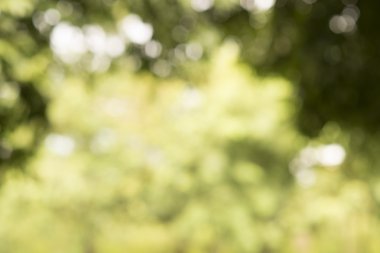 Yeşil bokeh; Grafik tasarımcı için arka plan