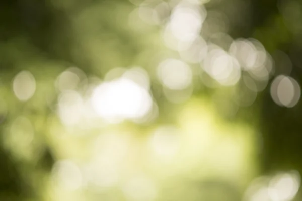 Bokeh Verde Fondo Abstracto Para Diseñador Gráfico — Foto de Stock