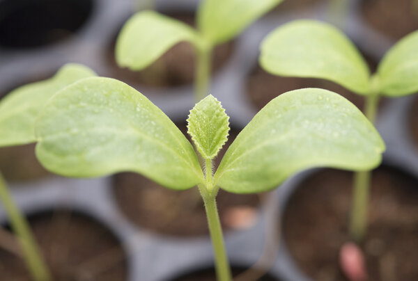 Melon plantation seeding; Close up on melon sprout; nursery melon leaf