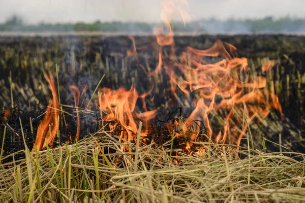 Płonące Słomy Polu Ryżu Problem Ocieplenia Globalnego Tekstury Płomienia — Zdjęcie stockowe