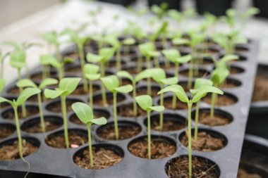 Kavun plantasyon içinde bulket