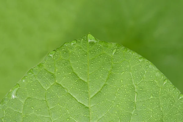 Groene meloen blad met waterdruppel — Stockfoto