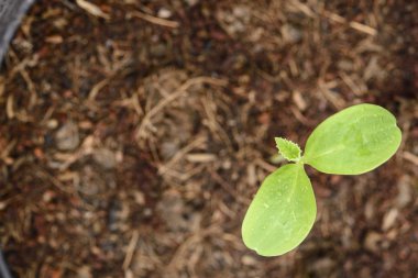 Kavun plantasyon içinde bulket