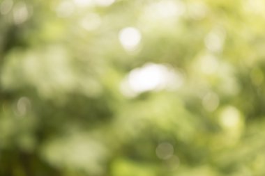 Yeşil bokeh; Grafik tasarımcı için arka plan