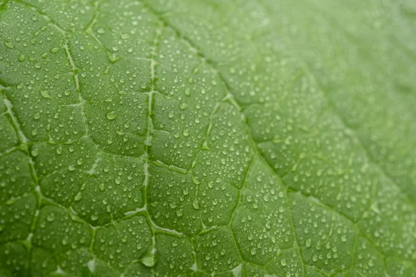 Foglia di melone verde con goccia d'acqua — Foto Stock