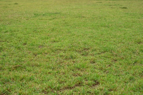 Green grass background — Stock Photo, Image