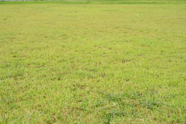 Tiltshift shot of green grass background — Stock Photo, Image