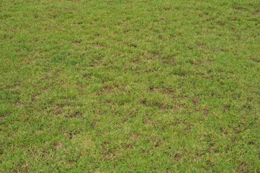 yeşil çimen soyut arkaplan