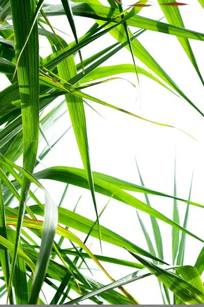 Sugar cane leaf background — Stock Photo, Image