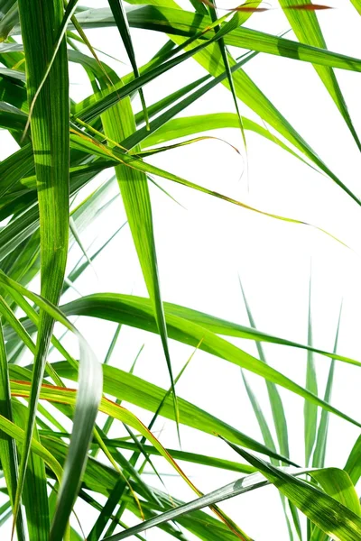 Sockerrör leaf bakgrund — Stockfoto