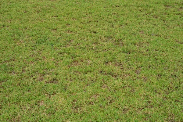 Green grass abstract background — Stock Photo, Image