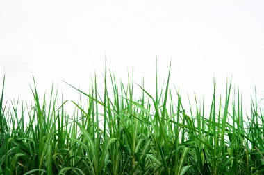 şeker kamışı arka plan