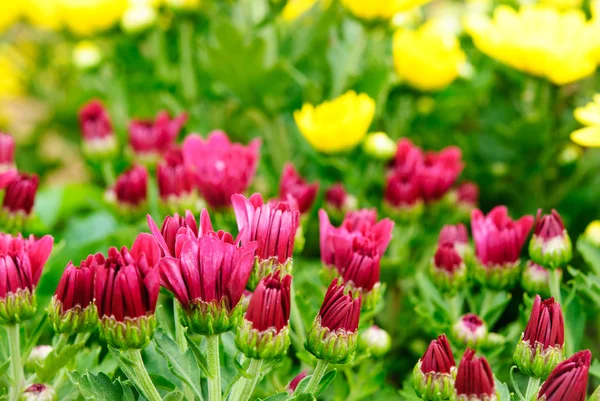 Champ de fleurs — Photo