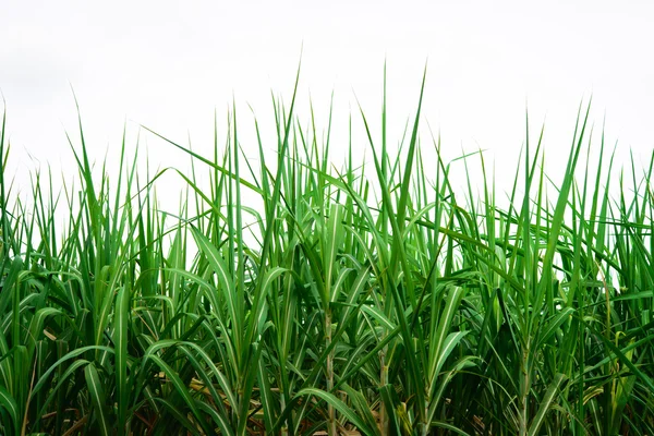 Suikerriet achtergrond — Stockfoto