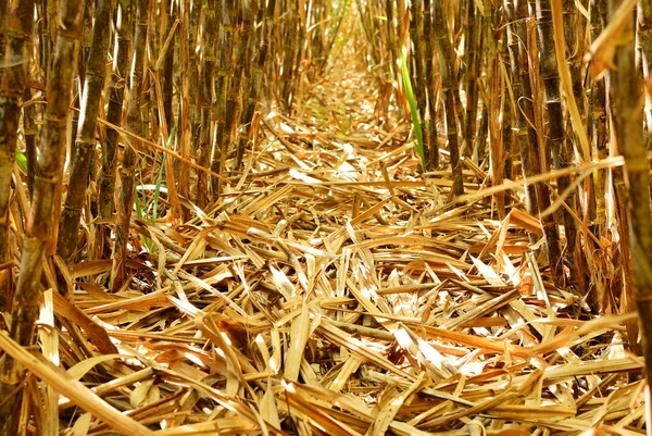Onderste helft van suikerriet rij — Stockfoto