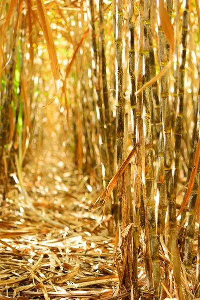 All'interno campo di canna da zucchero — Foto Stock