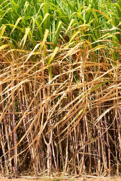 Préparer le champ de canne à sucre — Photo
