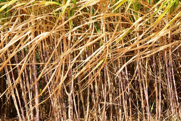 Preparar el campo de caña de azúcar —  Fotos de Stock