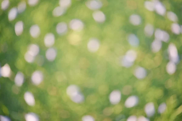 Rozostření Fialový květ na zelené trávě — Stock fotografie