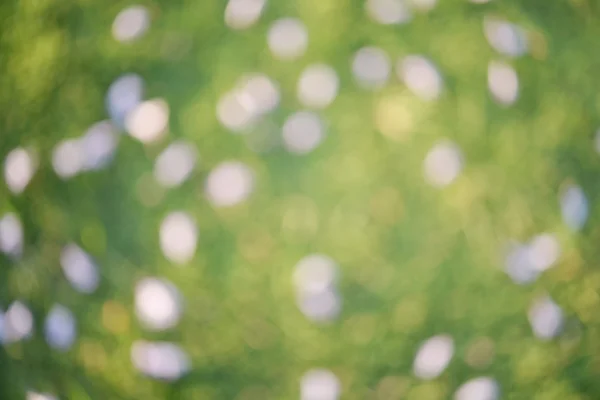 Розмита фіолетова квітка на зеленій траві — стокове фото