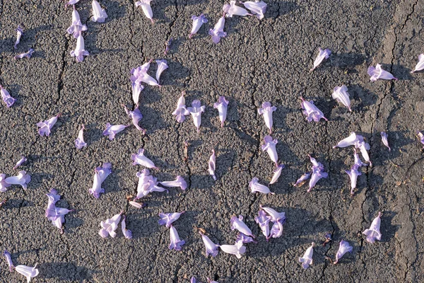 Violet flower on asphalt road — Stock Photo, Image