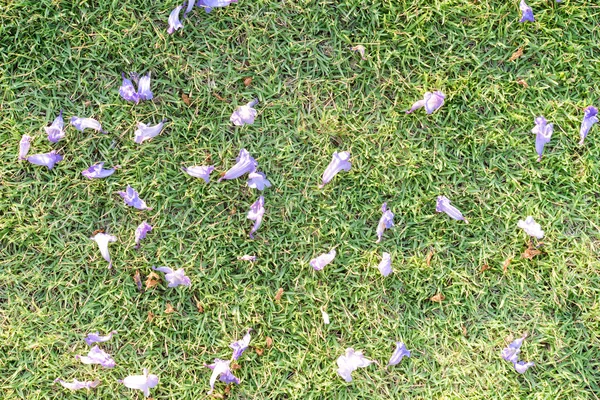 Фиолетовый цветок на зеленой траве — стоковое фото